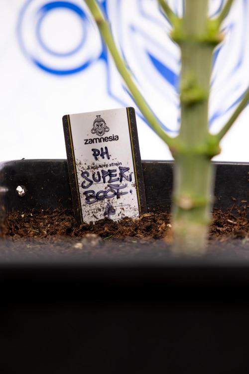 Super Boof - Zamnesia x B&B. Week 8 - Super Boof - 2nd Week Bloom - No Techniques