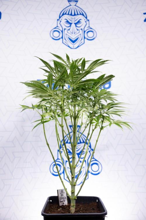 Super Boof - Zamnesia x B&B. Week 8 - Super Boof - 2nd Week Bloom - No Techniques