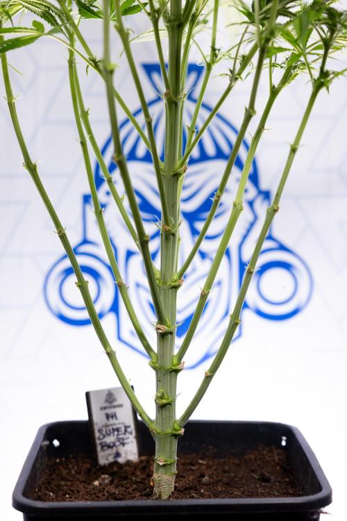 Super Boof - Zamnesia x B&B. Week 8 - Super Boof - 2nd Week Bloom - No Techniques