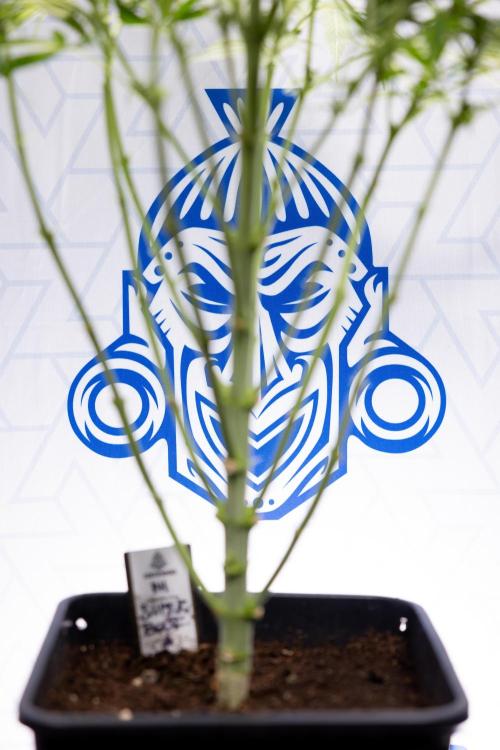 Super Boof - Zamnesia x B&B. Week 8 - Super Boof - 2nd Week Bloom - No Techniques