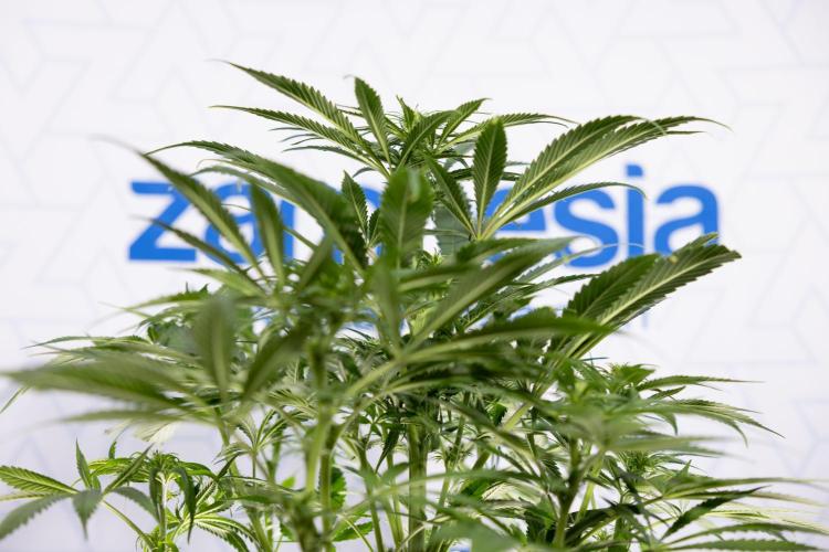 Super Boof - Zamnesia x B&B. Week 8 - Super Boof - 2nd Week Bloom - No Techniques