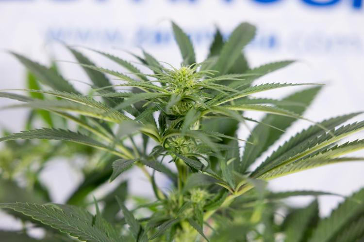 Super Boof - Zamnesia x B&B. Week 8 - Super Boof - 2nd Week Bloom - No Techniques