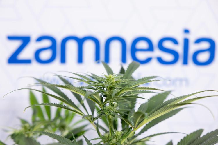 Super Boof - Zamnesia x B&B. Week 8