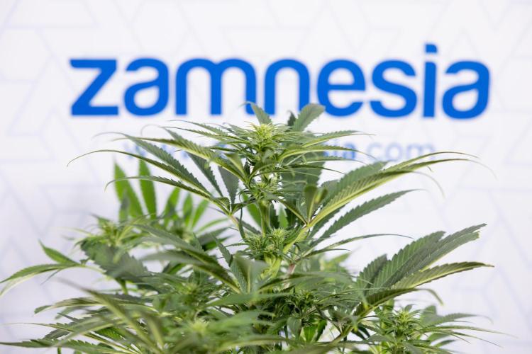 Super Boof - Zamnesia x B&B. Week 8 - Super Boof - 2nd Week Bloom - No Techniques