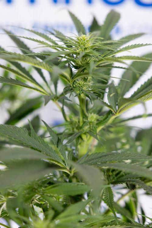 Super Boof - Zamnesia x B&B. Week 8 - Super Boof - 2nd Week Bloom - No Techniques