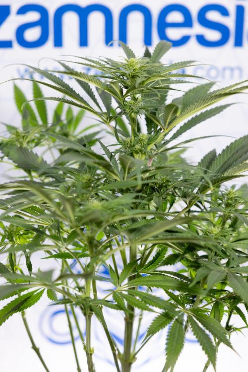 Super Boof - Zamnesia x B&B. Week 8 - Super Boof - 2nd Week Bloom - No Techniques