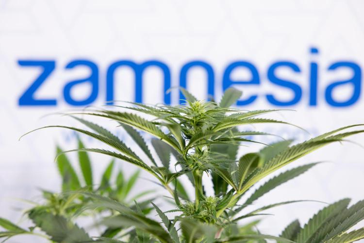 Super Boof - Zamnesia x B&B. Week 8 - Super Boof - 2nd Week Bloom - No Techniques