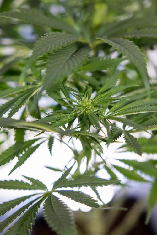 Super Boof - Zamnesia x B&B. Week 8 - Super Boof - 2nd Week Bloom - No Techniques