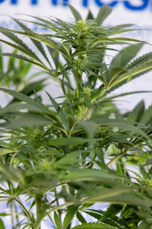 Super Boof - Zamnesia x B&B. Week 8 - Super Boof - 2nd Week Bloom - No Techniques