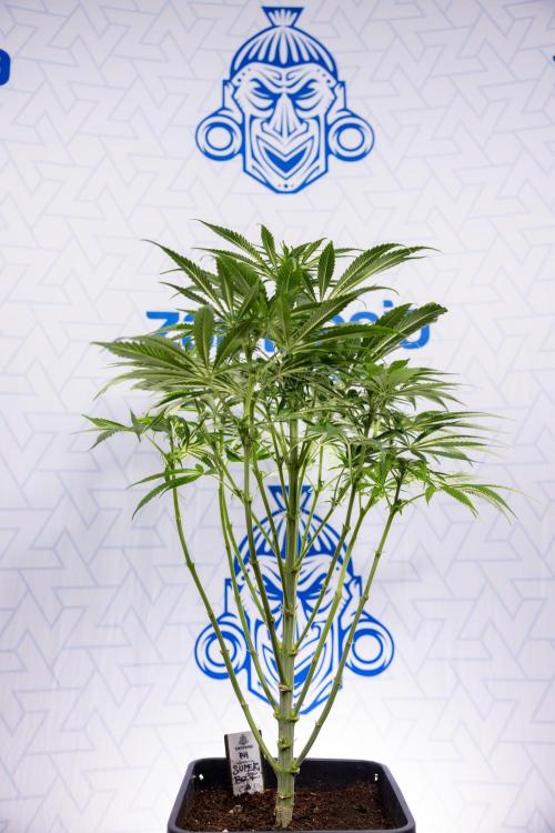 Super Boof - Zamnesia x B&B. Week 8 - Super Boof - 2nd Week Bloom - No Techniques