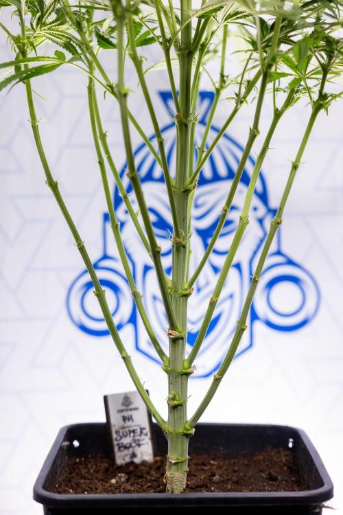 Super Boof - Zamnesia x B&B. Week 8 - Super Boof - 2nd Week Bloom - No Techniques