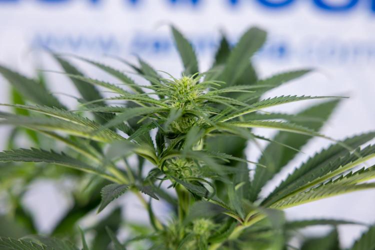 Super Boof - Zamnesia x B&B. Week 8 - Super Boof - 2nd Week Bloom - No Techniques