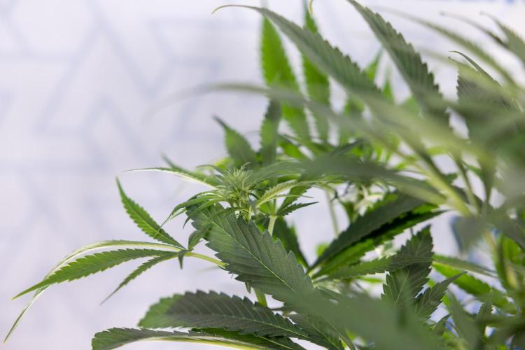 Super Boof - Zamnesia x B&B. Week 8 - Super Boof - 2nd Week Bloom - No Techniques