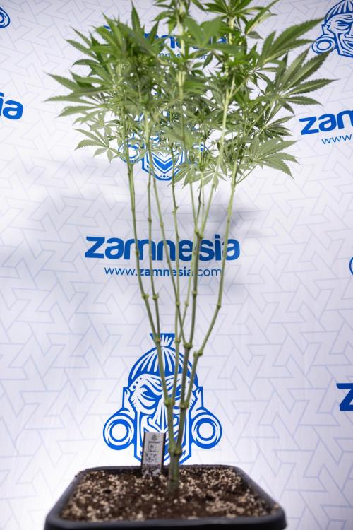 Permanent Marker - Zamnesia x B&B. Week 8 - Permanent Marker - 2nd Week Bloom