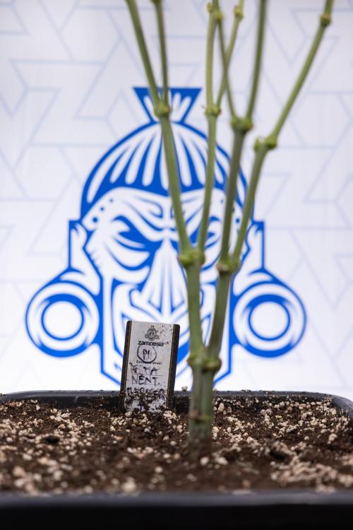 Permanent Marker - Zamnesia x B&B. Week 8 - Permanent Marker - 2nd Week Bloom