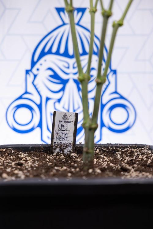 Permanent Marker - Zamnesia x B&B. Week 8 - Permanent Marker - 2nd Week Bloom