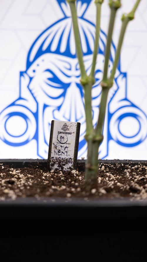 Permanent Marker - Zamnesia x B&B. Week 8 - Permanent Marker - 2nd Week Bloom