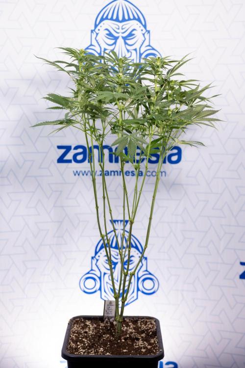 Permanent Marker - Zamnesia x B&B. Week 8 - Permanent Marker - 2nd Week Bloom