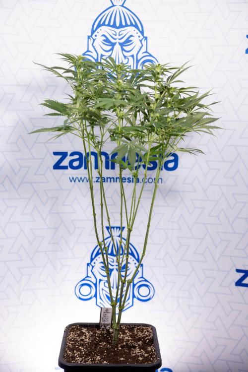 Permanent Marker - Zamnesia x B&B. Week 8 - Permanent Marker - 2nd Week Bloom