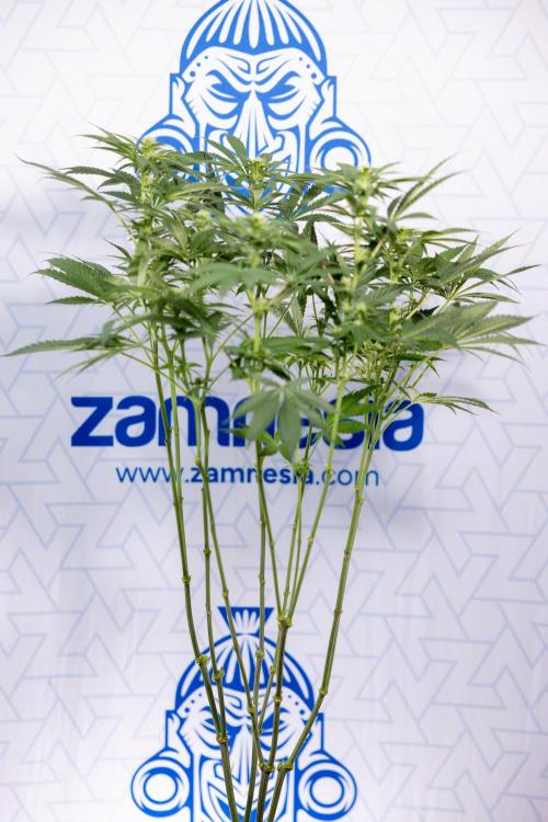 Permanent Marker - Zamnesia x B&B. Week 8 - Permanent Marker - 2nd Week Bloom