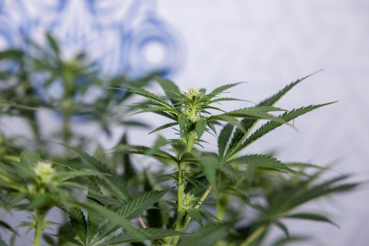 Permanent Marker - Zamnesia x B&B. Week 8 - Permanent Marker - 2nd Week Bloom