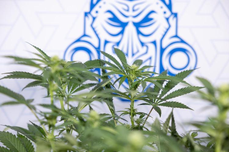 Permanent Marker - Zamnesia x B&B. Week 8 - Permanent Marker - 2nd Week Bloom