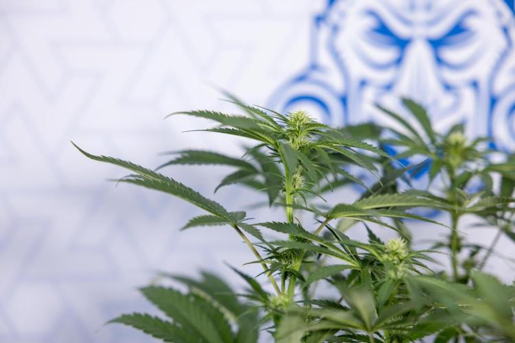 Permanent Marker - Zamnesia x B&B. Week 8