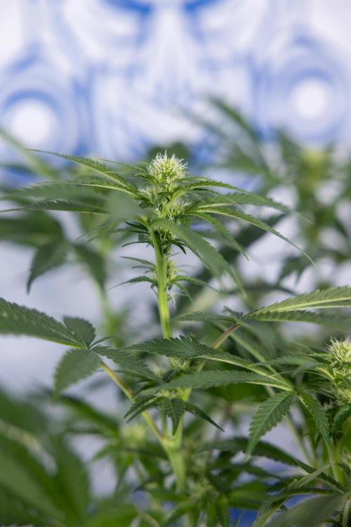 Permanent Marker - Zamnesia x B&B. Week 8 - Permanent Marker - 2nd Week Bloom