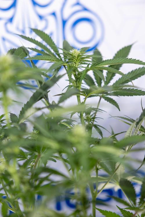 Permanent Marker - Zamnesia x B&B. Week 8 - Permanent Marker - 2nd Week Bloom