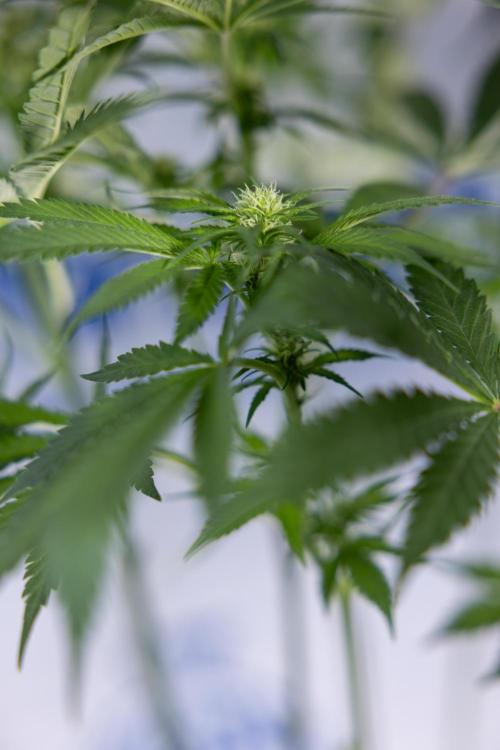 Permanent Marker - Zamnesia x B&B. Week 8 - Permanent Marker - 2nd Week Bloom