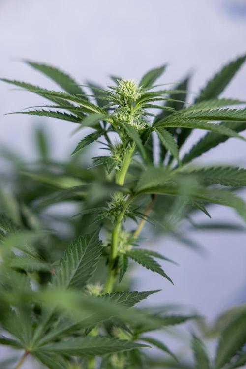 Permanent Marker - Zamnesia x B&B. Week 8 - Permanent Marker - 2nd Week Bloom