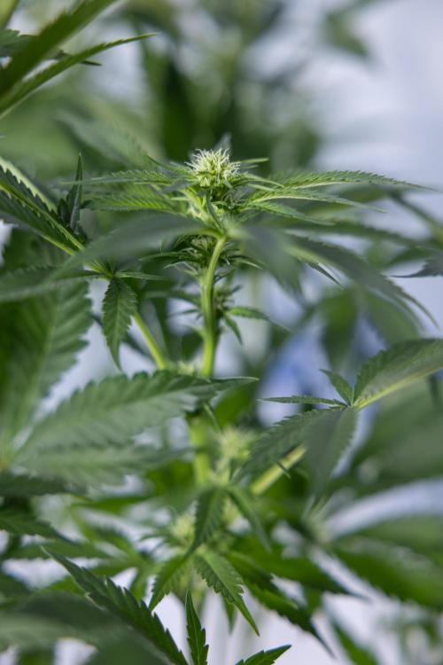 Permanent Marker - Zamnesia x B&B. Week 8 - Permanent Marker - 2nd Week Bloom