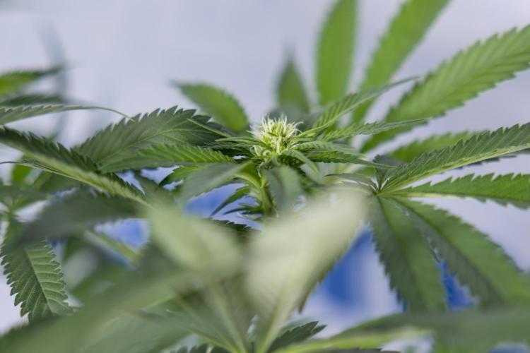 Permanent Marker - Zamnesia x B&B. Week 8 - Permanent Marker - 2nd Week Bloom