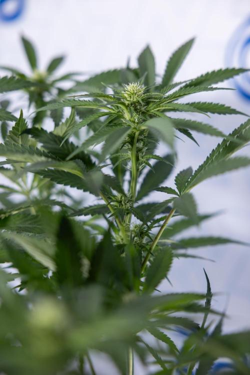 Permanent Marker - Zamnesia x B&B. Week 8 - Permanent Marker - 2nd Week Bloom