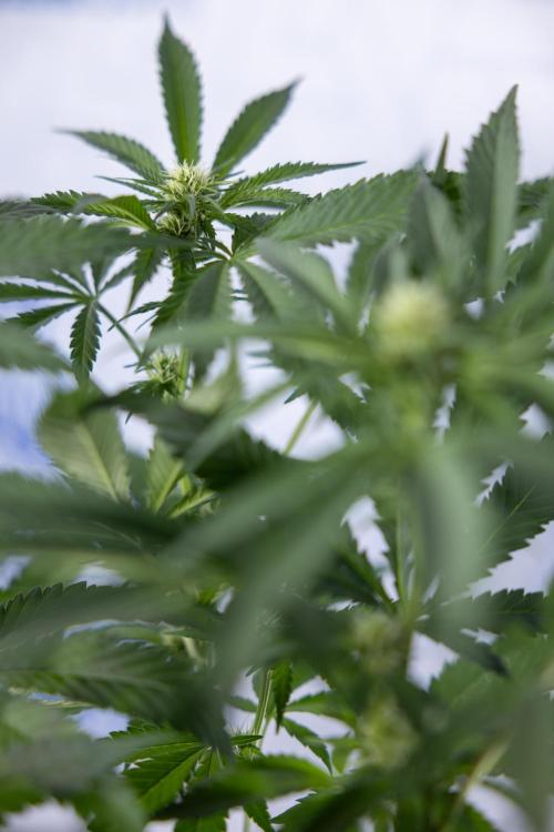 Permanent Marker - Zamnesia x B&B. Week 8 - Permanent Marker - 2nd Week Bloom