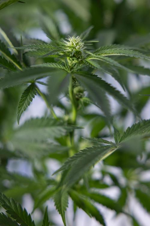 Permanent Marker - Zamnesia x B&B. Week 8 - Permanent Marker - 2nd Week Bloom