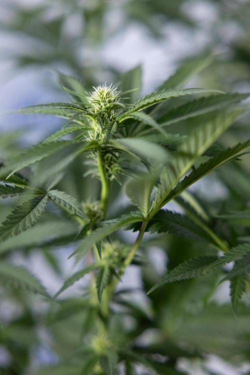 Permanent Marker - Zamnesia x B&B. Week 8 - Permanent Marker - 2nd Week Bloom