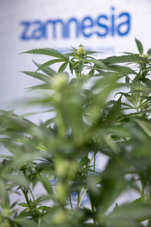 Permanent Marker - Zamnesia x B&B. Week 8 - Permanent Marker - 2nd Week Bloom