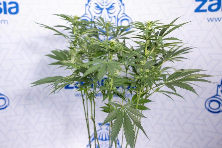 Permanent Marker - Zamnesia x B&B. Week 8 - Permanent Marker - 2nd Week Bloom