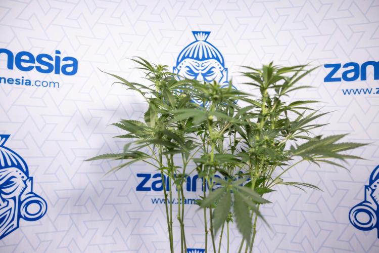 Permanent Marker - Zamnesia x B&B. Week 8 - Permanent Marker - 2nd Week Bloom