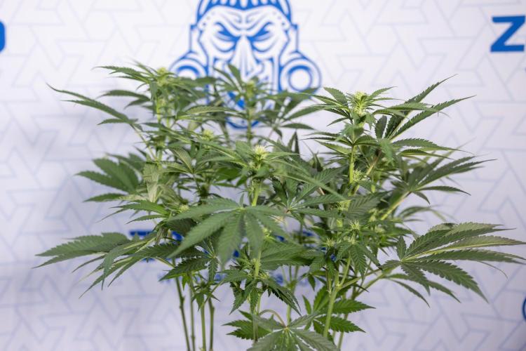 Permanent Marker - Zamnesia x B&B. Week 8 - Permanent Marker - 2nd Week Bloom