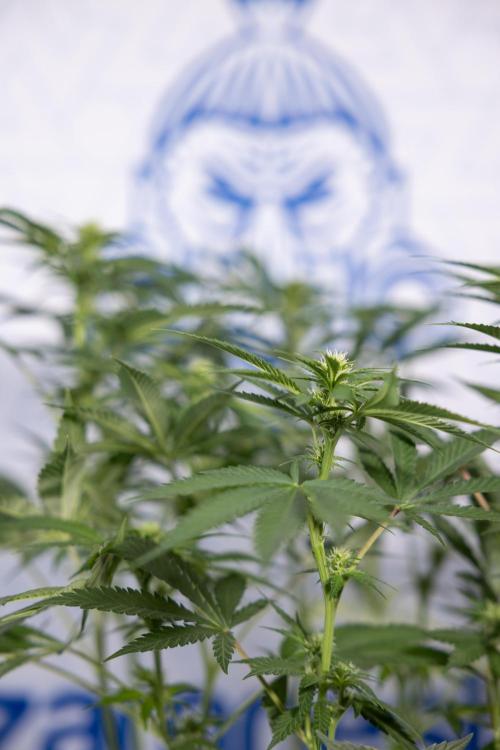 Permanent Marker - Zamnesia x B&B. Week 8 - Permanent Marker - 2nd Week Bloom