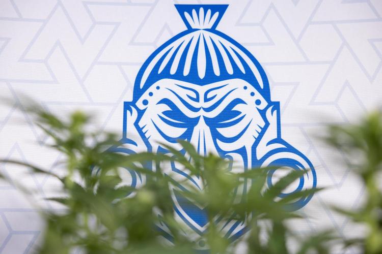 Permanent Marker - Zamnesia x B&B. Week 8 - Permanent Marker - 2nd Week Bloom