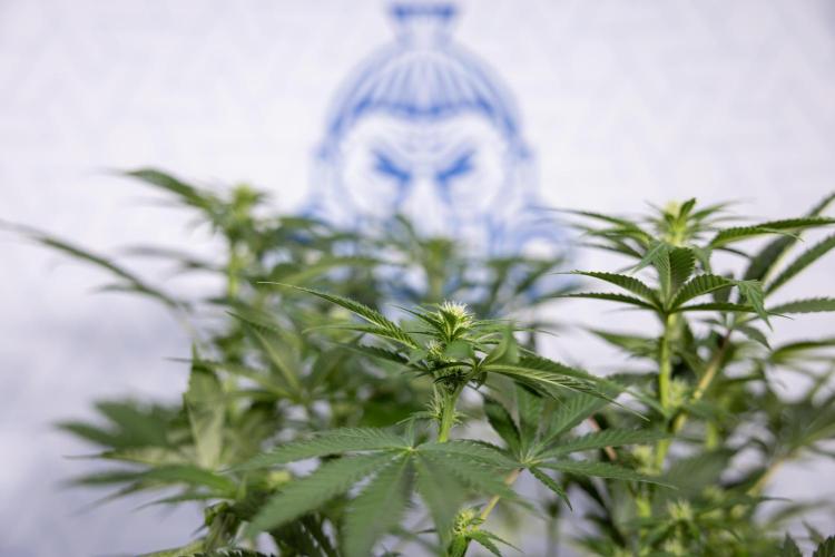 Permanent Marker - Zamnesia x B&B. Week 8 - Permanent Marker - 2nd Week Bloom