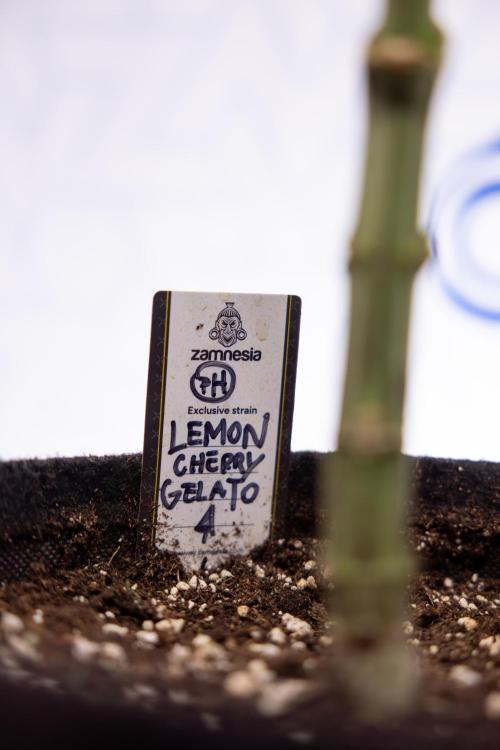 Lemon Cherry Gelato #1 - Zamnesia x B&B. Week 9 - Lemon CHerry Gelato #1 - Topping - 2nd+ Week Bloom