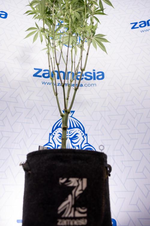 Lemon Cherry Gelato #1 - Zamnesia x B&B. Week 9 - Lemon CHerry Gelato #1 - Topping - 2nd+ Week Bloom