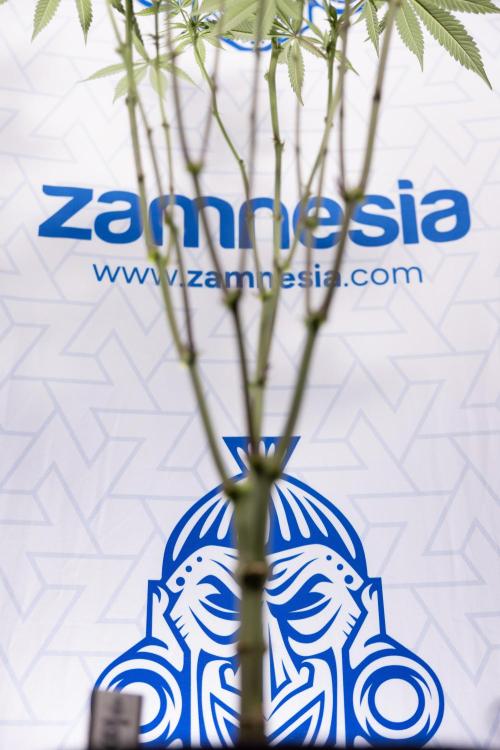 Lemon Cherry Gelato #1 - Zamnesia x B&B. Week 9 - Lemon CHerry Gelato #1 - Topping - 2nd+ Week Bloom