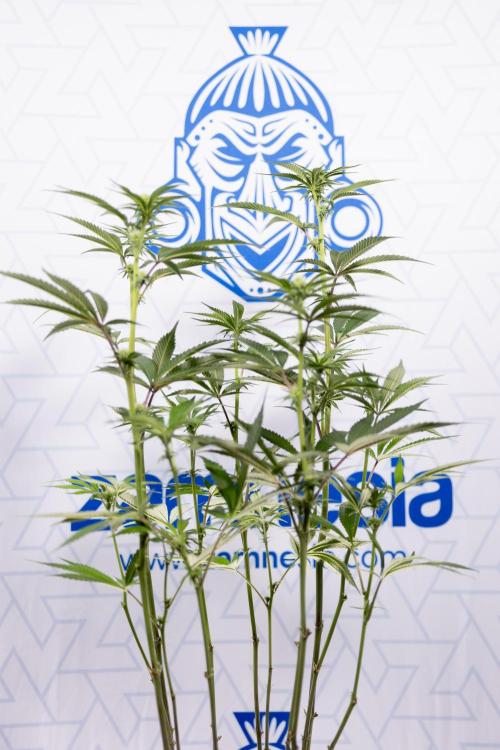 Lemon Cherry Gelato #1 - Zamnesia x B&B. Week 9 - Lemon CHerry Gelato #1 - Topping - 2nd+ Week Bloom