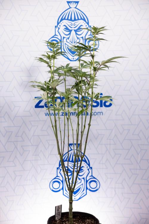 Lemon Cherry Gelato #1 - Zamnesia x B&B. Week 9 - Lemon CHerry Gelato #1 - Topping - 2nd+ Week Bloom