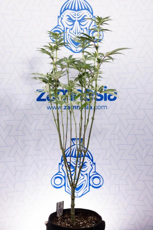 Lemon Cherry Gelato #1 - Zamnesia x B&B. Week 9 - Lemon CHerry Gelato #1 - Topping - 2nd+ Week Bloom